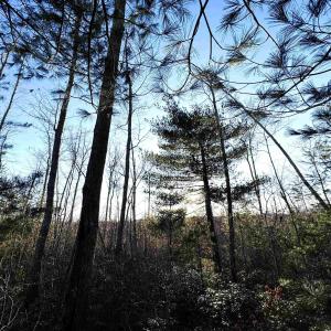 Photo #16 of 23-51 ID HOOVER RD, DUET, VA 30.3 acres