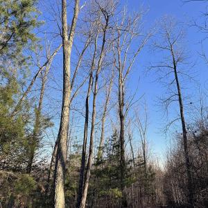Photo #10 of 23-51 ID HOOVER RD, DUET, VA 30.3 acres