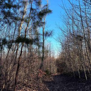 Photo #8 of 23-51 ID HOOVER RD, DUET, VA 30.3 acres