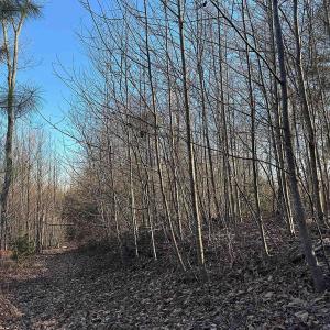 Photo #9 of 23-51 ID HOOVER RD, DUET, VA 30.3 acres