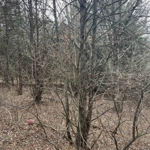 Photo #2 of TBd COLD SPRINGS RD, RAPHINE, VA 11.9 acres