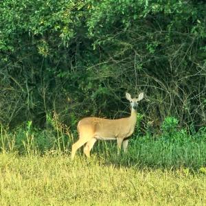 Photo #3 of Lot 5 BERRY FARM RD, STAUNTON, VA 5.8 acres