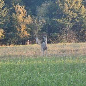 Photo #19 of Lot 5 BERRY FARM RD, STAUNTON, VA 5.8 acres