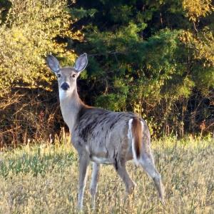 Photo #20 of Lot 5 BERRY FARM RD, STAUNTON, VA 5.8 acres