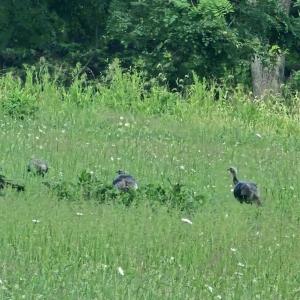 Photo #6 of Lot 5 BERRY FARM RD, STAUNTON, VA 5.8 acres