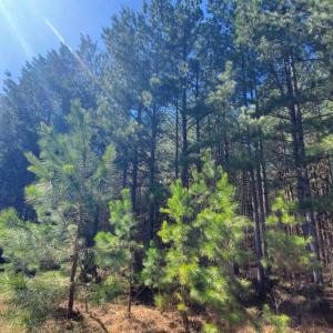 Photo #19 of 357 ac RENAN RD, GRETNA, VA 357.5 acres