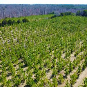 Photo #8 of 357 ac RENAN RD, GRETNA, VA 357.5 acres