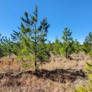 Photo #21 of 357 ac RENAN RD, GRETNA, VA 357.5 acres