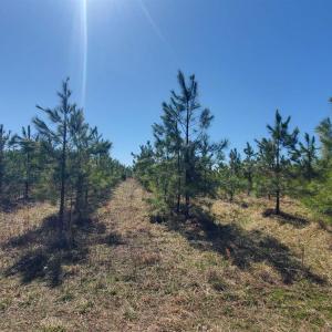 Photo #18 of 357 ac RENAN RD, GRETNA, VA 357.5 acres
