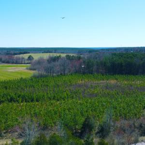 Photo #2 of 357 ac RENAN RD, GRETNA, VA 357.5 acres