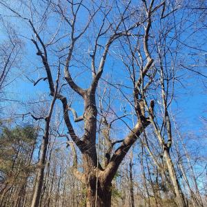Photo #23 of 357 ac RENAN RD, GRETNA, VA 357.5 acres