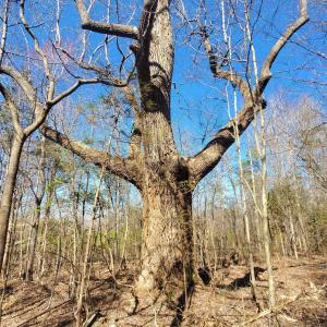 Photo #22 of 357 ac RENAN RD, GRETNA, VA 357.5 acres