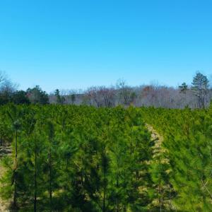 Photo #13 of 357 ac RENAN RD, GRETNA, VA 357.5 acres