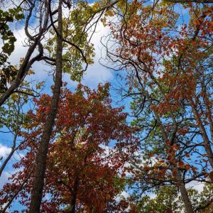 Photo #12 of Lot 14 WILDWOOD LN, SHENANDOAH, VA 3.9 acres