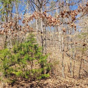 Photo #4 of MERRY OAKS LN, PALMYRA, VA 10.3 acres