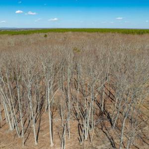 Photo #61 of 159 WARREN FERRY RD, SCOTTSVILLE, VA 136.0 acres