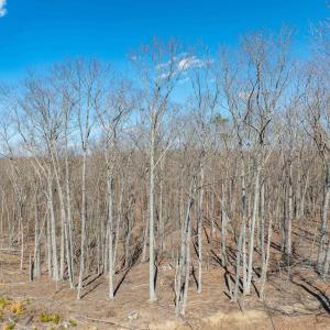 Photo #62 of 159 WARREN FERRY RD, SCOTTSVILLE, VA 136.0 acres