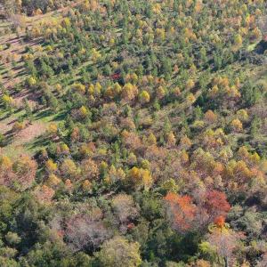 Photo #6 of TBD OLD BARBOURSVILLE RD, GORDONSVILLE, VA 135.8 acres