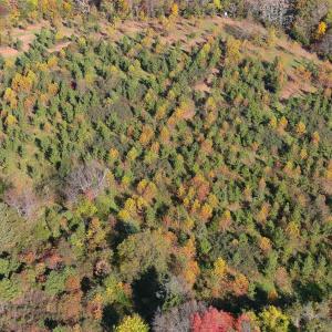 Photo #5 of TBD OLD BARBOURSVILLE RD, GORDONSVILLE, VA 135.8 acres