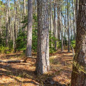 Photo #14 of FOX POINT RD, REEDVILLE, VA 58.4 acres