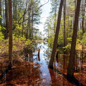 Photo #22 of FOX POINT RD, REEDVILLE, VA 58.4 acres