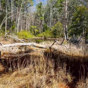 Photo #21 of FOX POINT RD, REEDVILLE, VA 58.4 acres
