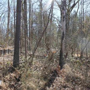 Photo #8 of 562 LOCUST DR, LOUISA, VA 0.2 acres