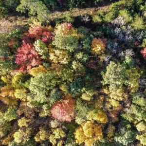 Photo #19 of GARLAND DR, CHARLOTTESVILLE, VA 583.0 acres