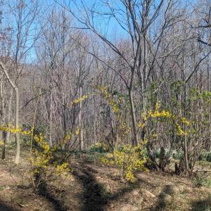 Photo #9 of 2005 UPPER STONY RUN, GREENWOOD, VA 9.4 acres