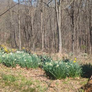 Photo #11 of 2005 UPPER STONY RUN, GREENWOOD, VA 9.4 acres