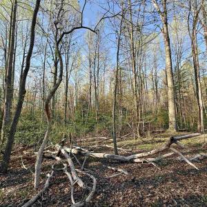 Photo #10 of 4320 IRONWOOD TRL, COLUMBIA, VA 8.1 acres