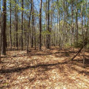 Photo #30 of Lot 27 MARTIN KINGS RD, CHARLOTTESVILLE, VA 4.9 acres