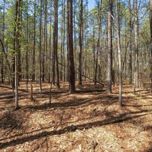 Photo #33 of Lot 27 MARTIN KINGS RD, CHARLOTTESVILLE, VA 4.9 acres