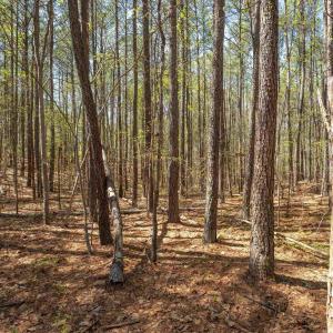 Photo #19 of Lot 27 MARTIN KINGS RD, CHARLOTTESVILLE, VA 4.9 acres