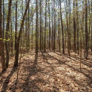 Photo #31 of Lot 27 MARTIN KINGS RD, CHARLOTTESVILLE, VA 4.9 acres