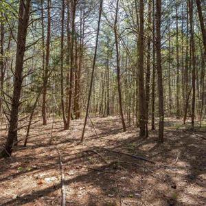Photo #28 of Lot 27 MARTIN KINGS RD, CHARLOTTESVILLE, VA 4.9 acres
