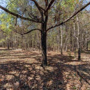 Photo #12 of Lot 27 MARTIN KINGS RD, CHARLOTTESVILLE, VA 4.9 acres