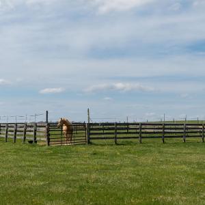 Photo #45 of 309 OLD B AND O RD, STEELES TAVERN, VA 61.1 acres