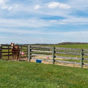Photo #61 of 309 OLD B AND O RD, STEELES TAVERN, VA 61.1 acres