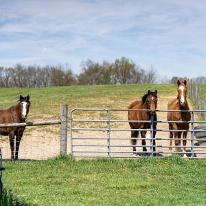 Photo #71 of 309 OLD B AND O RD, STEELES TAVERN, VA 61.1 acres