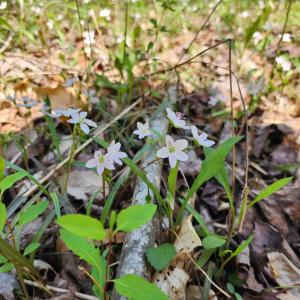 Photo #8 of Lot 15B BENT CREEK LN, BUMPASS, VA 28.0 acres