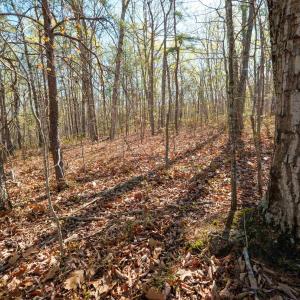 Photo #4 of TBD DOVE LANDING DR, ELKTON, VA 5.0 acres