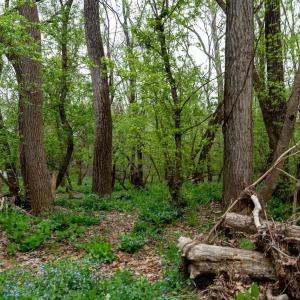 Photo #23 of TBD RIVER VIEW RD, SHENANDOAH, VA 1.0 acres
