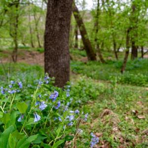 Photo #19 of TBD RIVER VIEW RD, SHENANDOAH, VA 1.0 acres