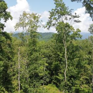 Photo #3 of ADIAL RD, FABER, VA 9.3 acres