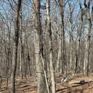 Photo #22 of TBD SHOTGUN SPRING RD, NEW MARKET, VA 5.0 acres