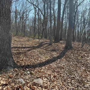 Photo #17 of TBD SHOTGUN SPRING RD, NEW MARKET, VA 5.0 acres