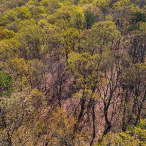 Photo #9 of TBD SHOTGUN SPRING RD, NEW MARKET, VA 5.0 acres