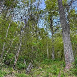 Photo #8 of 1166 MONACAN TRAIL RD, CHARLOTTESVILLE, VA 27.5 acres