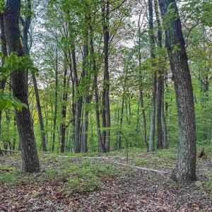 Photo #9 of 1166 MONACAN TRAIL RD, CHARLOTTESVILLE, VA 27.5 acres